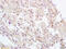 Ubiquitin Like 7 antibody, GTX51584, GeneTex, Immunohistochemistry paraffin image 
