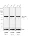 Rat IgG Isotype Control antibody, PA1-29927, Invitrogen Antibodies, Western Blot image 