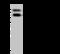 Acetylserotonin O-Methyltransferase Like antibody, 204059-T36, Sino Biological, Western Blot image 