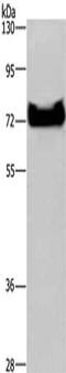DEAD-Box Helicase 53 antibody, CSB-PA343705, Cusabio, Western Blot image 