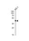 Sirtuin 3 antibody, abx032747, Abbexa, Western Blot image 