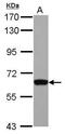 General Transcription Factor IIH Subunit 1 antibody, PA5-29379, Invitrogen Antibodies, Western Blot image 