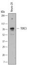 CREB-regulated transcription coactivator 3 antibody, MAB6840, R&D Systems, Western Blot image 