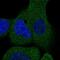 Striatin Interacting Protein 2 antibody, PA5-54047, Invitrogen Antibodies, Immunofluorescence image 