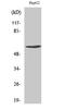Cyclin B1 antibody, STJ90239, St John