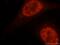 DEAD-Box Helicase 46 antibody, 16927-1-AP, Proteintech Group, Immunofluorescence image 