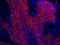 14-3-3 sigma antibody, IHC-00346, Bethyl Labs, Immunofluorescence image 