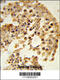 Dipeptidyl Peptidase 8 antibody, 62-286, ProSci, Immunohistochemistry paraffin image 