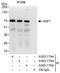 Heat Shock Transcription Factor 1 antibody, A303-174A, Bethyl Labs, Immunoprecipitation image 