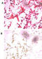 Ubiquitin carboxyl-terminal hydrolase isozyme L5 antibody, abx031537, Abbexa, Western Blot image 