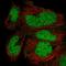Zinc Finger Protein 331 antibody, HPA063157, Atlas Antibodies, Immunocytochemistry image 