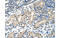 MLX Interacting Protein Like antibody, MBS832967, MyBioSource, Immunohistochemistry frozen image 