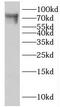 Lebercilin LCA5 antibody, FNab04721, FineTest, Western Blot image 