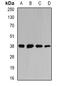 Protein atonal homolog 1 antibody, orb341104, Biorbyt, Western Blot image 