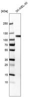 Sortilin 1 antibody, AMAb91428, Atlas Antibodies, Western Blot image 