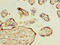 Max-like protein X antibody, A59826-100, Epigentek, Immunohistochemistry paraffin image 