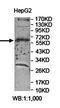 Armadillo repeat-containing X-linked protein 5 antibody, orb78436, Biorbyt, Western Blot image 