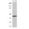 Homeobox protein DLX-4 antibody, LS-C383154, Lifespan Biosciences, Western Blot image 