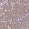 Charged multivesicular body protein 2a antibody, HPA042031, Atlas Antibodies, Immunohistochemistry frozen image 