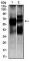 RFP-Tag antibody, orb323060, Biorbyt, Western Blot image 
