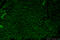 Protein SOX-15 antibody, 25415-1-AP, Proteintech Group, Immunofluorescence image 