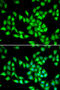 Protein-L-Isoaspartate (D-Aspartate) O-Methyltransferase antibody, 22-403, ProSci, Immunofluorescence image 