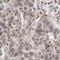 CCCTC-Binding Factor antibody, HPA004122, Atlas Antibodies, Immunohistochemistry frozen image 
