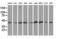 DnaJ Heat Shock Protein Family (Hsp40) Member A2 antibody, LS-C115612, Lifespan Biosciences, Western Blot image 