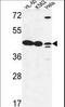 LFNG O-Fucosylpeptide 3-Beta-N-Acetylglucosaminyltransferase antibody, LS-B10951, Lifespan Biosciences, Western Blot image 