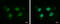 DAZ Interacting Zinc Finger Protein 1 antibody, GTX119642, GeneTex, Immunocytochemistry image 