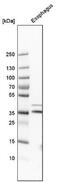 G Protein-Coupled Receptor 157 antibody, NBP1-83724, Novus Biologicals, Western Blot image 