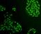 Interleukin 10 antibody, orb319439, Biorbyt, Immunofluorescence image 