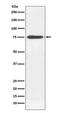 Immunoglobulin Heavy Constant Mu antibody, M07469-1, Boster Biological Technology, Western Blot image 
