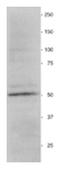 Vimentin antibody, AP31825PU-N, Origene, Western Blot image 