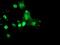 RING1 and YY1-binding protein antibody, NBP2-02009, Novus Biologicals, Immunocytochemistry image 