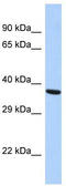 proBDNF antibody, TA346303, Origene, Western Blot image 