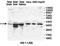 EP300 Interacting Inhibitor Of Differentiation 3 antibody, orb78255, Biorbyt, Western Blot image 