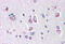 Delta-like protein 1 antibody, MBS240224, MyBioSource, Immunohistochemistry paraffin image 