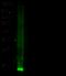 Cystatin C antibody, 10439-RP02, Sino Biological, Western Blot image 