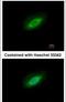 Protein Phosphatase 4 Catalytic Subunit antibody, PA5-30128, Invitrogen Antibodies, Immunofluorescence image 