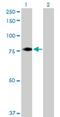 F-Box Protein 21 antibody, H00023014-B01P, Novus Biologicals, Western Blot image 