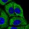 60S ribosomal protein L29 antibody, PA5-64394, Invitrogen Antibodies, Immunofluorescence image 