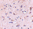 SATB Homeobox 2 antibody, 4629, ProSci, Immunohistochemistry paraffin image 