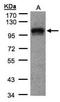 DLG Associated Protein 5 antibody, orb89498, Biorbyt, Western Blot image 