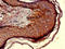 Neurexophilin 1 antibody, LS-C678890, Lifespan Biosciences, Immunohistochemistry paraffin image 