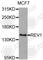 DNA repair protein REV1 antibody, A8493, ABclonal Technology, Western Blot image 