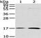 Urotensin 2B antibody, CSB-PA062674, Cusabio, Western Blot image 