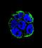 Villin Like antibody, LS-C160526, Lifespan Biosciences, Immunofluorescence image 