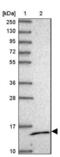 Mitochondrial Ribosomal Protein S14 antibody, NBP2-13622, Novus Biologicals, Western Blot image 