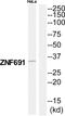 Zinc Finger Protein 691 antibody, PA5-39564, Invitrogen Antibodies, Western Blot image 